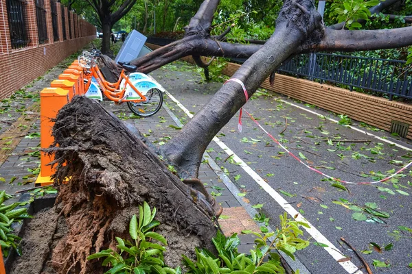 Los Árboles Son Desarraigados Por Fuerte Viento Causado Por Tifón — Foto de Stock