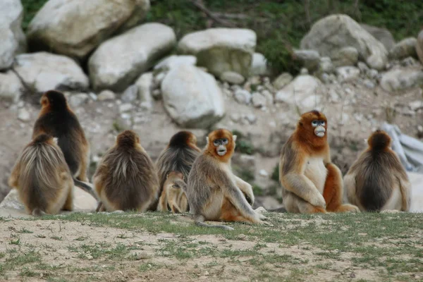 Macacos Dourados São Retratados Ponto Cênico Huayang Ancient Town Condado — Fotografia de Stock