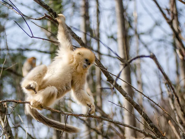 Złota Małpa Wspina Się Drzewo Shennongjia National Nature Reserve Shennongjia — Zdjęcie stockowe