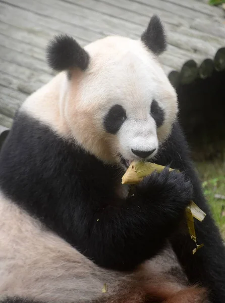 Panda Gigante Come Bolinho Arroz Zongzi Preparado Por Crianças Britânicas — Fotografia de Stock