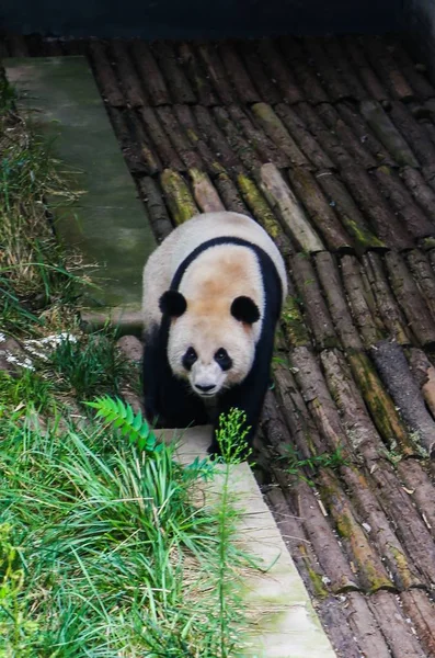 Panda Gigante Fangoso Deambula Por Pintoresco Lugar Del Valle Longtan — Foto de Stock