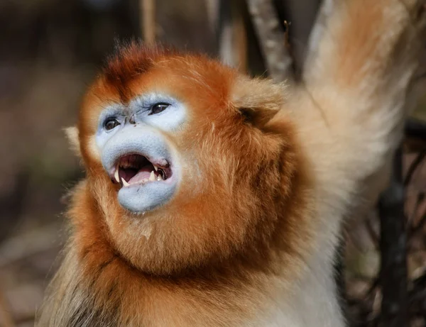 Macaco Dourado Sobe Uma Árvore Reserva Natural Nacional Shennongjia Distrito — Fotografia de Stock