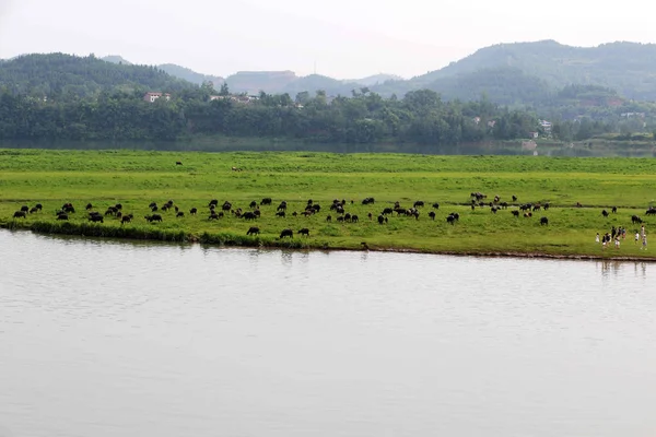 Enxame Búfalos Come Grama Uma Ilha Rio Jialing Depois Nadar — Fotografia de Stock