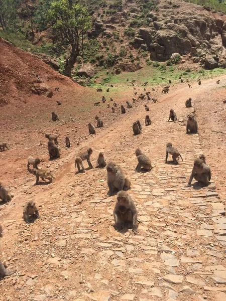 Los Monos Macacos Representan Lugar Pintoresco Xianfeng Village Ciudad Panzhihua —  Fotos de Stock