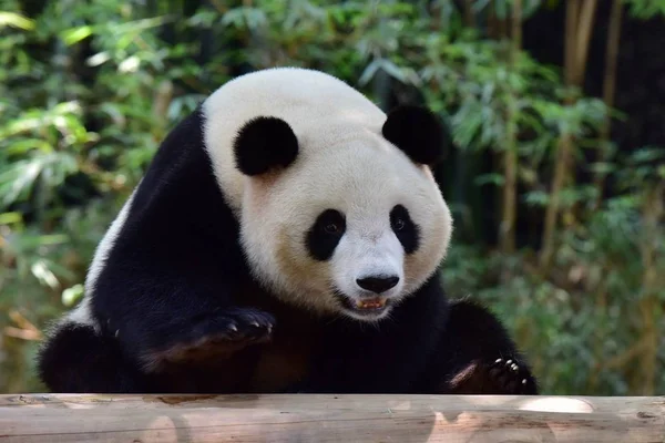 Obrovská Panda Odpočívá Dřevěném Stánku Safari Parku Kuang Čou Jižní — Stock fotografie