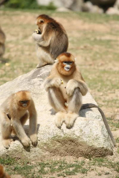 Des Singes Dorés Sont Photographiés Endroit Pittoresque Ville Antique Huayang — Photo