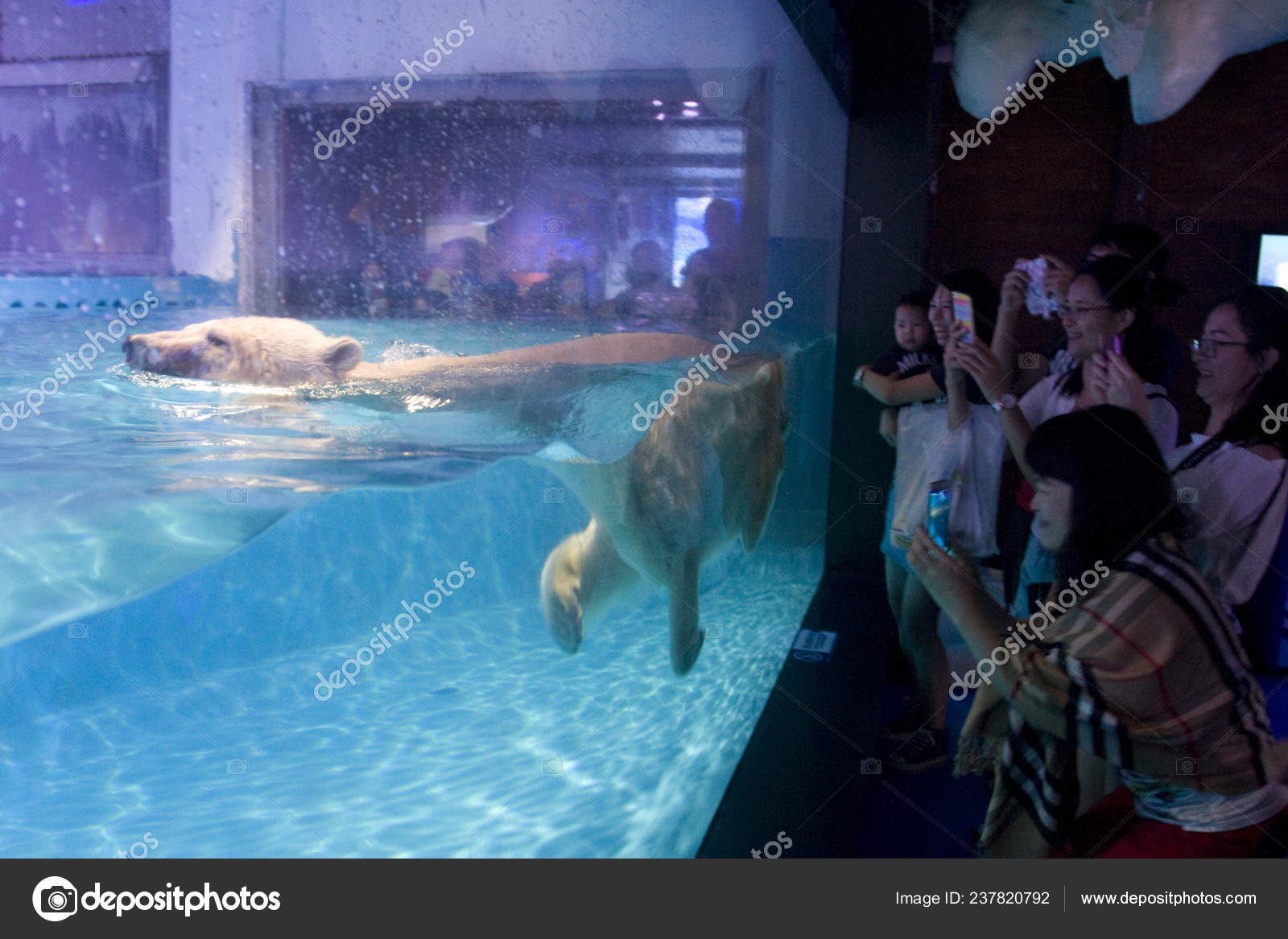 Bear　Polar　Take　ChinaImages　–　Photos　Photo　World's　Saddest　©　Editorial　Pizza　Aquarium　Stock　#237820792　Visitors　Look