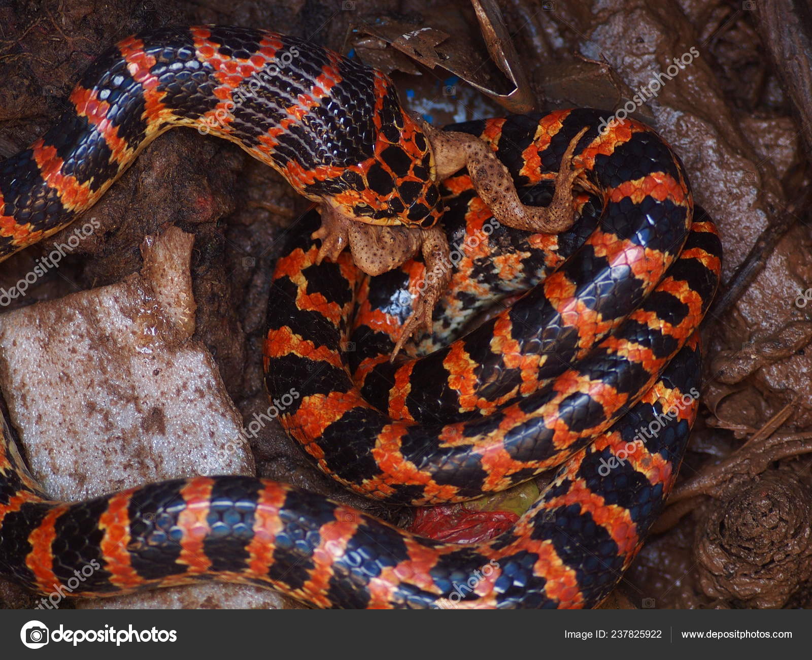 Red-banded Snake - Lycodon rufozonatum —