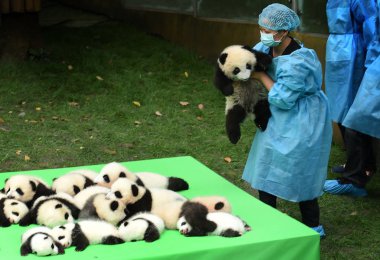 A Chinese keeper carries a giant panda cub born in 2016 before putting it with 22 others together during a public event at the Chengdu Research Base of Giant Panda Breeding in Chengdu city, southwest China's Sichuan province, 29 September 2016 clipart