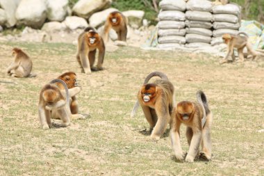 Golden monkeys are pictured at the Huayang Ancient Town scenic spot in Yang county, Hanzhong city, northwest China's Shaanxi province, 15 August 2016 clipart