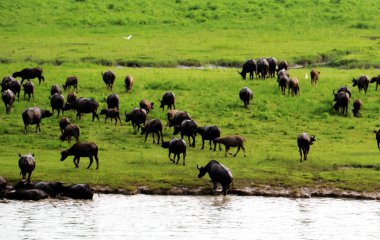 A swarm of buffaloes eat grass on an island in Jialing River after swimming through the river in Youfanggou village, Xiangru town, Peng'an county, Nanchong city, southwest China's Sichuan province, 10 August 2016 clipart
