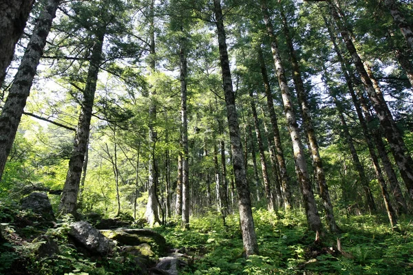 Paysage Réserve Naturelle Nationale Shennongjia Dans District Forestier Shennongjia Dans — Photo