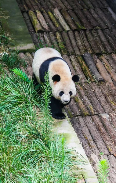 Ein Schlammiger Riesenpanda Wandert Longtan Tal Der Stadt Luoyang Der — Stockfoto