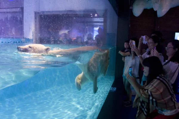 Les Visiteurs Regardent Prennent Des Photos Ours Polaire Triste Monde — Photo