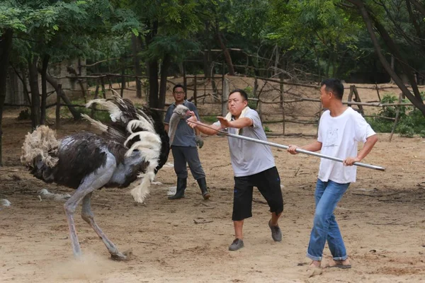 Chinese Keepers Proberen Een Struisvogel Vangen Jinlu Ostrich Amusement Park — Stockfoto