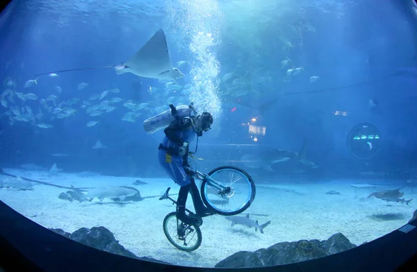 Mergulhador Chinês Monta Uma Bicicleta Entre Animais Marinhos Durante Uma — Fotografia de Stock