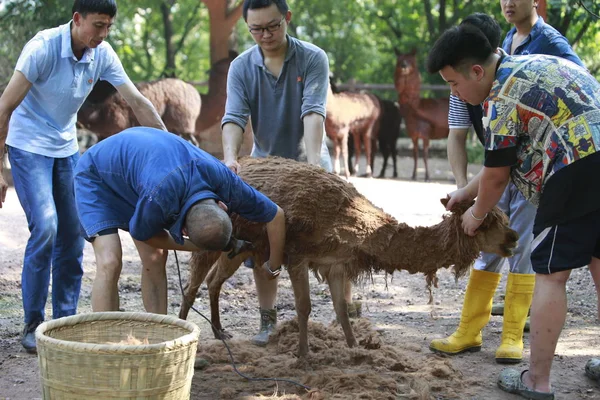在中国重庆的一个炎热的日子里 中国动物园管理员刮掉了一只羊的皮毛 让它在动物园里降温 — 图库照片