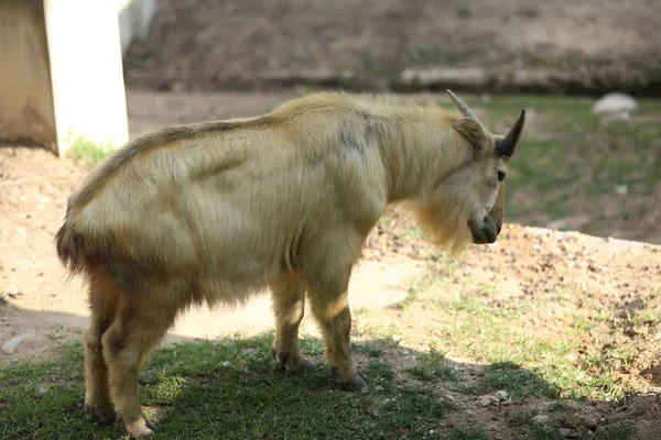 Bir Takin Yang County Hanzhong Şehir Kuzeybatı Çin Shaanxi Eyaleti — Stok fotoğraf