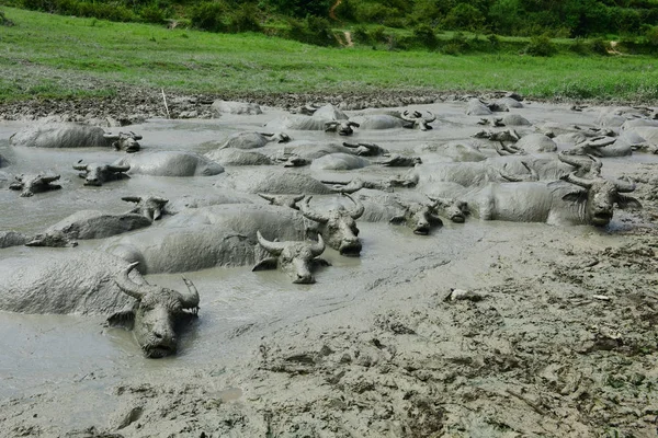 Buffaloes Bir Swarm Xicaoba Köyü Jiaoyuan Town Enshi Tujia Miao — Stok fotoğraf