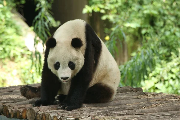Giant Panda Opiera Się Drewniany Stojak Huayang Starożytnego Miasta Malowniczym — Zdjęcie stockowe