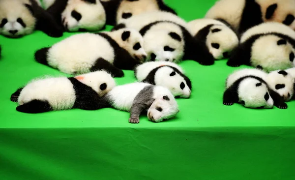 Los Cachorros Panda Gigantes Nacidos 2016 Exhiben Durante Evento Público — Foto de Stock