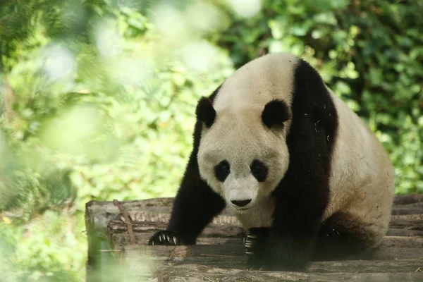 Obří Panda Spočívá Dřevěný Stojan Vyhlídkové Místo Huayang Starověké Město — Stock fotografie