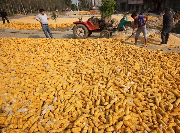Chinese Farmers Rake Corns Mengcheng County Bozhou City Central China — Stock Photo, Image