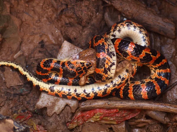 Uma Cobra Lycodon Vermelha Preta Come Sapo Poço Casa Fazendeiro — Fotografia de Stock