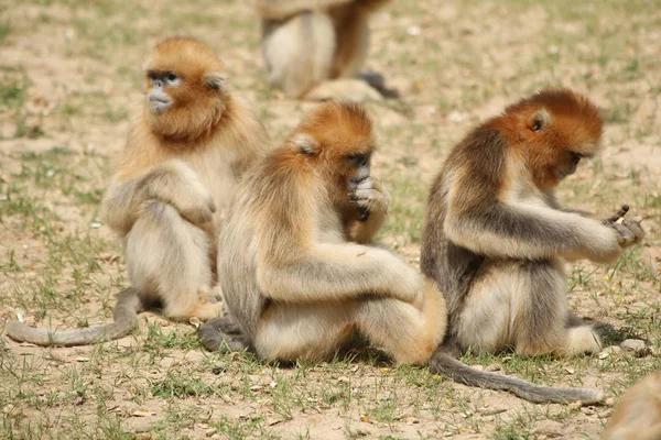 Macacos Dourados São Retratados Ponto Cênico Huayang Ancient Town Condado — Fotografia de Stock