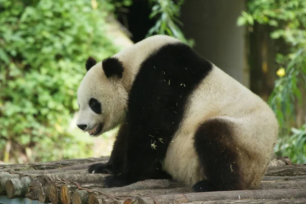 Γιγαντιαίο Panda Στηρίζεται Ένα Ξύλινο Βάθρο Στο Huayang Αρχαία Πόλη — Φωτογραφία Αρχείου