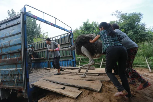 Kínai Állattartók Próbálja Húzni Egy Strucc Egy Teherautó Jinlu Strucc — Stock Fotó