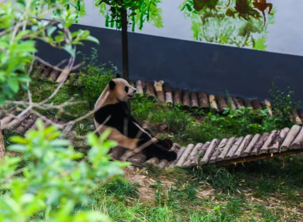 Panda Géant Boueux Repose Sur Stand Bois Dans Vallée Longtan — Photo