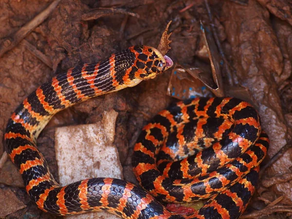 Red Black Lycodon Snake Eats Toad Well House Chinese Farmer — Stock Photo, Image