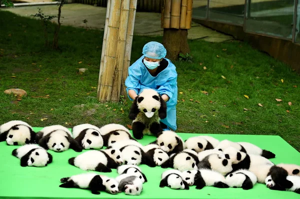 Cuidador Chino Reúne Cachorros Panda Gigantes Nacidos 2016 Durante Evento — Foto de Stock