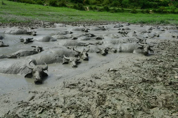 Enjambre Búfalos Agua Enfría Estanque Barro Día Abrasador Aldea Xicaoba — Foto de Stock