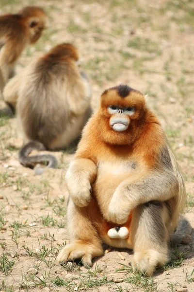 Macacos Dourados São Retratados Ponto Cênico Huayang Ancient Town Condado — Fotografia de Stock