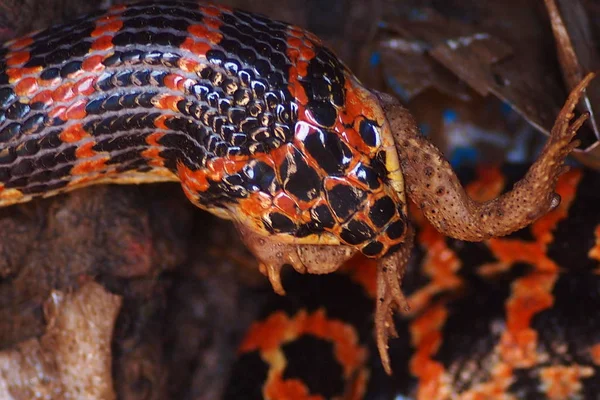 Serpente Licodonte Rosso Nero Mangia Rospo Nel Pozzo Casa Contadino — Foto Stock