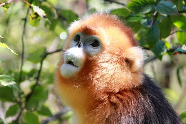 Mono Dorado Representa Dalongtan Golden Monkey Research Center Distrito Forestal — Foto de Stock