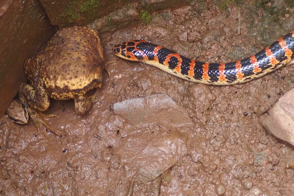 Uma Cobra Lycodon Vermelha Preta Aproxima Sapo Poço Casa Fazendeiro — Fotografia de Stock