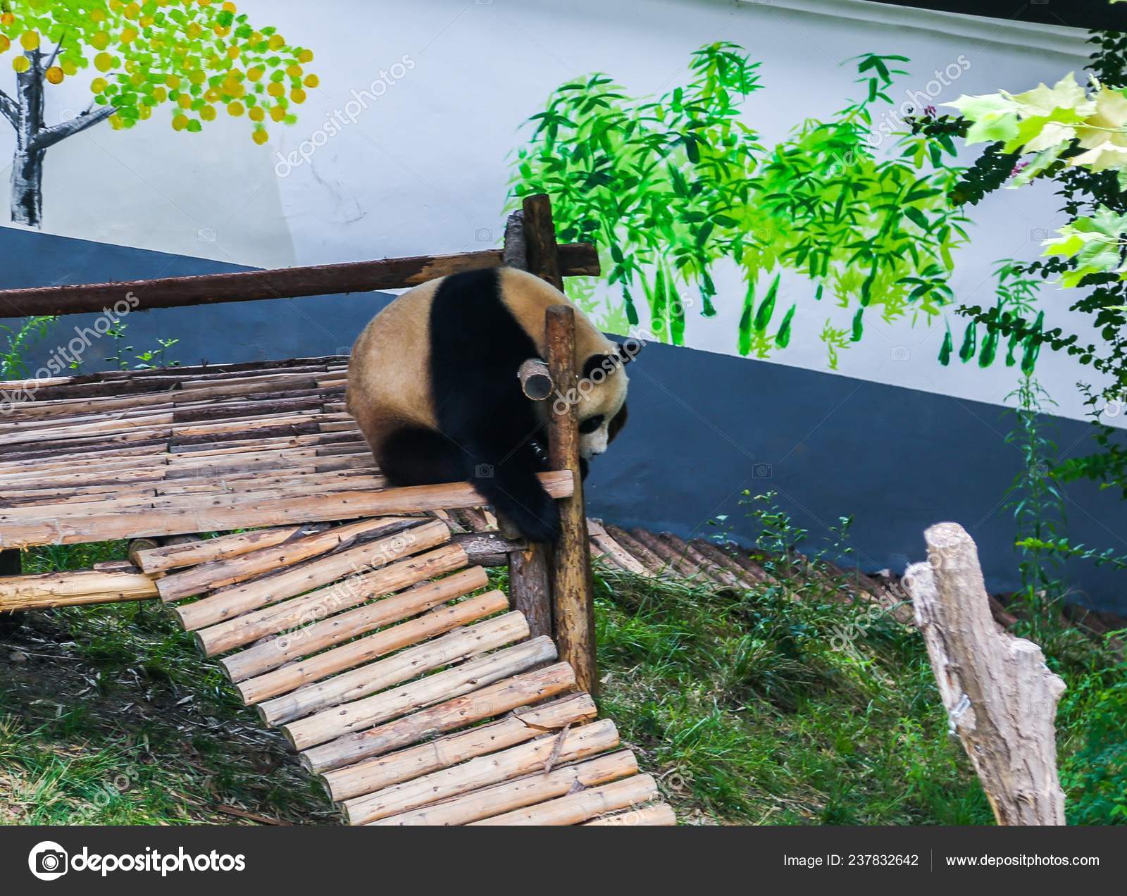 Muddy Giant Panda Rests Wooden Stand Longtan Valley Scenic Spot โ Stock ...
