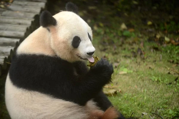 Gigantyczna Panda Zjada Dumpling Ryżu Lub Zongzi Przygotowane Przez Brytyjskich — Zdjęcie stockowe