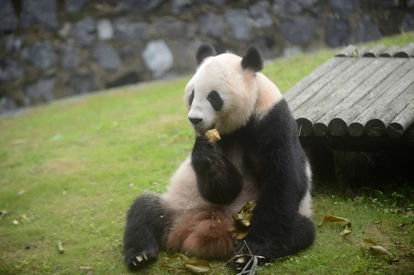 Panda Gigante Come Bolinho Arroz Zongzi Preparado Por Crianças Britânicas — Fotografia de Stock
