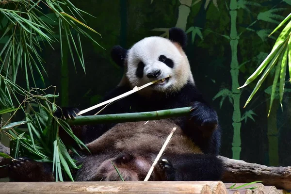 Panda Gigante Come Bambu Parque Safári Cidade Guangzhou Província Guangdong — Fotografia de Stock