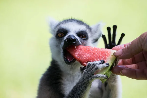 Ein Ringelschwanzmaki Frisst Wassermelonen Sich Einem Heißen Tag Safaripark Von — Stockfoto