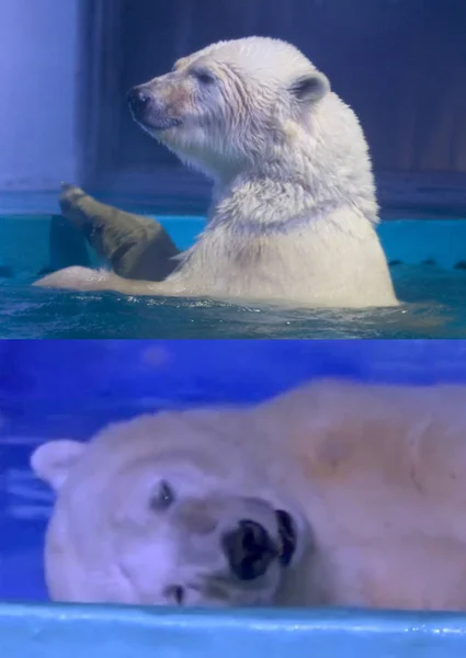 Esta Foto Composta Mostra Urso Polar Mais Triste Mundo Pizza — Fotografia de Stock