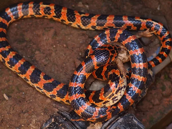 Una Serpiente Lycodon Roja Negra Come Sapo Pozo Casa Granjero — Foto de Stock