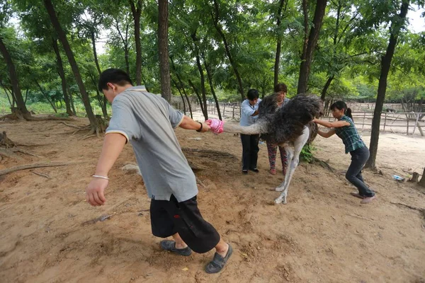 Chinese Keepers Proberen Een Struisvogel Slepen Jinlu Ostrich Amusement Park — Stockfoto