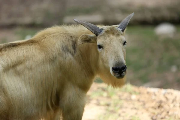 Bir Takin Yang County Hanzhong Şehir Kuzeybatı Çin Shaanxi Eyaleti — Stok fotoğraf