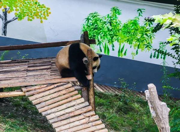Panda Géant Boueux Repose Sur Stand Bois Dans Vallée Longtan — Photo