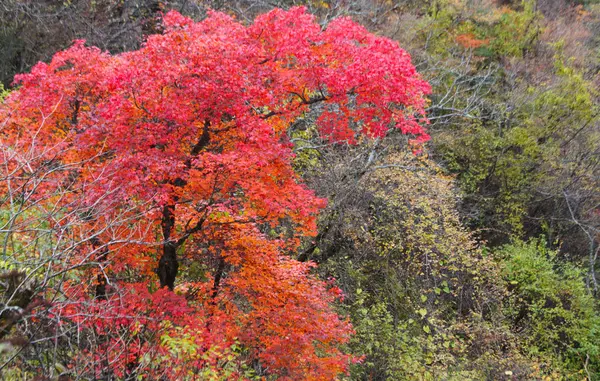 Landschaft Des Shennongjia National Nature Reserve Shennongjia Forstbezirk Der Zentralchinesischen — Stockfoto